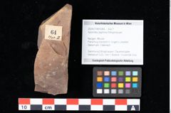 Foto (Objekt + Etikett) von Xylomites daphnes Ettingshausen (NHMW-GEO-2024-0188-0064)